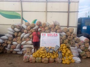 Court Jails Two Notorious Drug Kingpins For 10 Years As NDLEA Busts Warri Kinsman's Drug Network