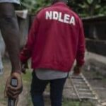 49 Arrested As NDLEA Raids Key Areas In Kano Over Drug-Related Offences