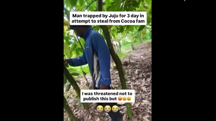 Who Said Juju No Dey Man Trapped for 3 Days by Charm While Trying to Steal Cocoa in Ghana